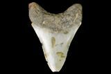 Bargain, Fossil Megalodon Tooth - North Carolina #129980-2